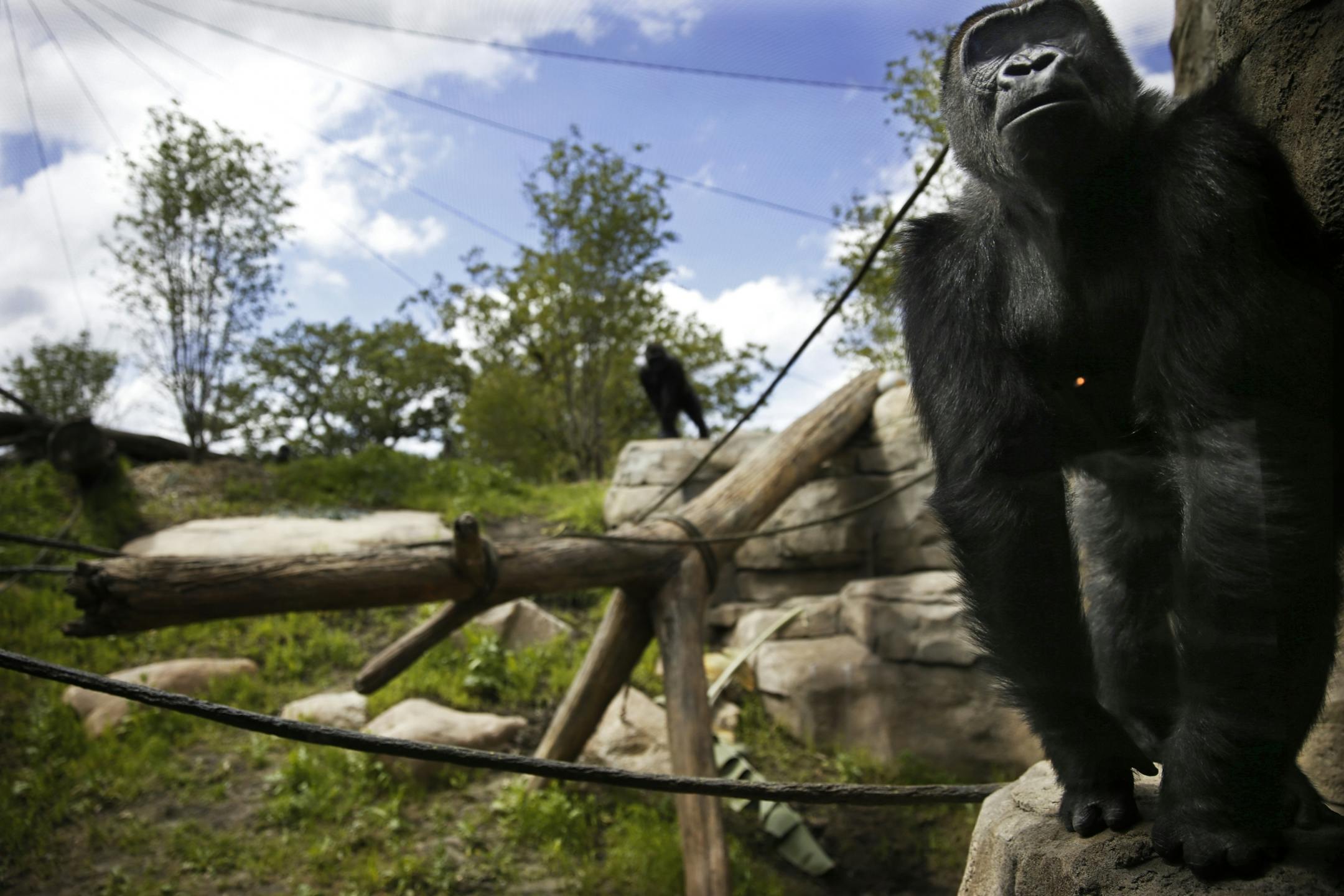 At the new $11 million gorilla exhibit at the Como Zoo in St. Paul, one of the three female gorillas had a pensive pose near the observation glass.
