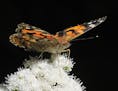 Tens of thousands of Painted Lady butterflies