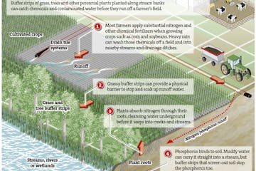 Natural buffers for agricultural lands