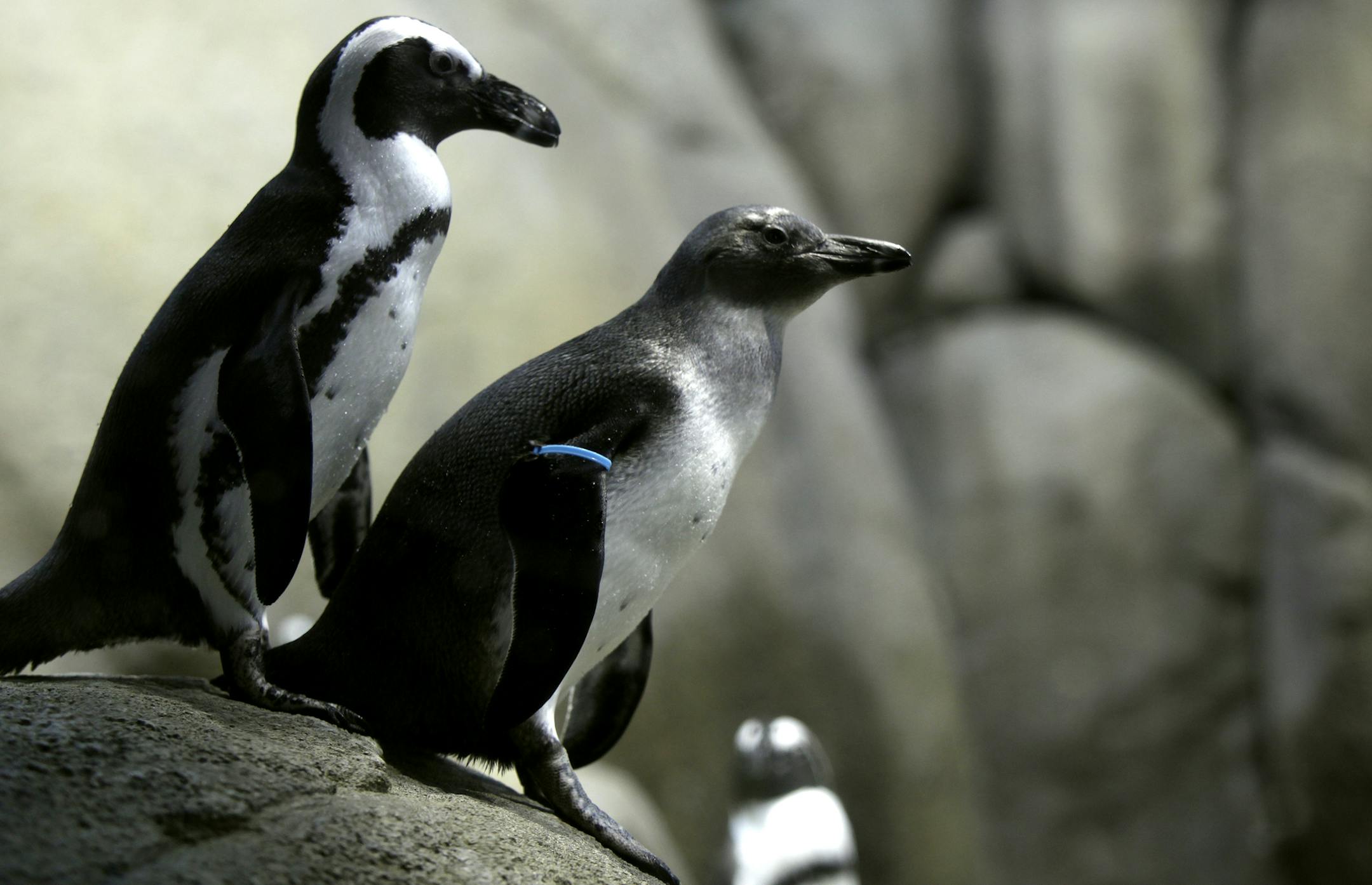 Two penguins (center penquin is the new born), born in March are emerging into public view Wednesday at the Minnesota Zoo on July10, 2013. ] JOELKOYAMA&#x201a;&#xc4;&#xa2;joel koyama@startribune.com