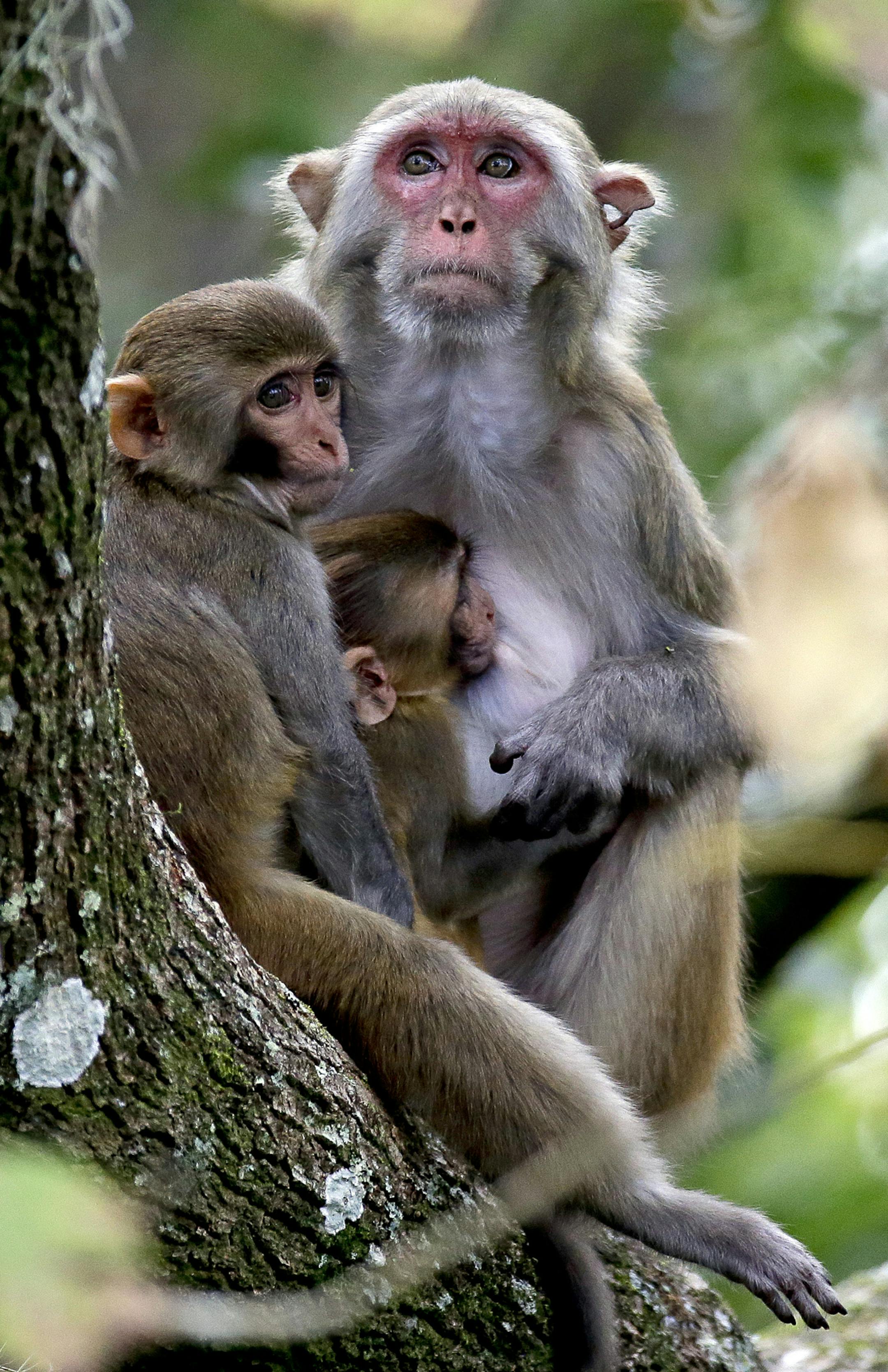 In this Friday, Nov. 10, 2017 photo, a rhesus macaques monkey and her offspring observe kayakers as they navigate along the Silver River in Silver Springs, Fla. Wildlife managers in Florida say they want to remove the roaming monkeys from the state in light of a new study published Wednesday, Jan. 10, 2018, that finds some of the animals are excreting a virus that can be dangerous to humans. (AP Photo/John Raoux) ORG XMIT: FLJR104