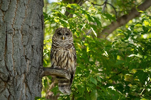 A Northern spotted owl perches on a stub branch sticking out of a tree with a green leafy background.