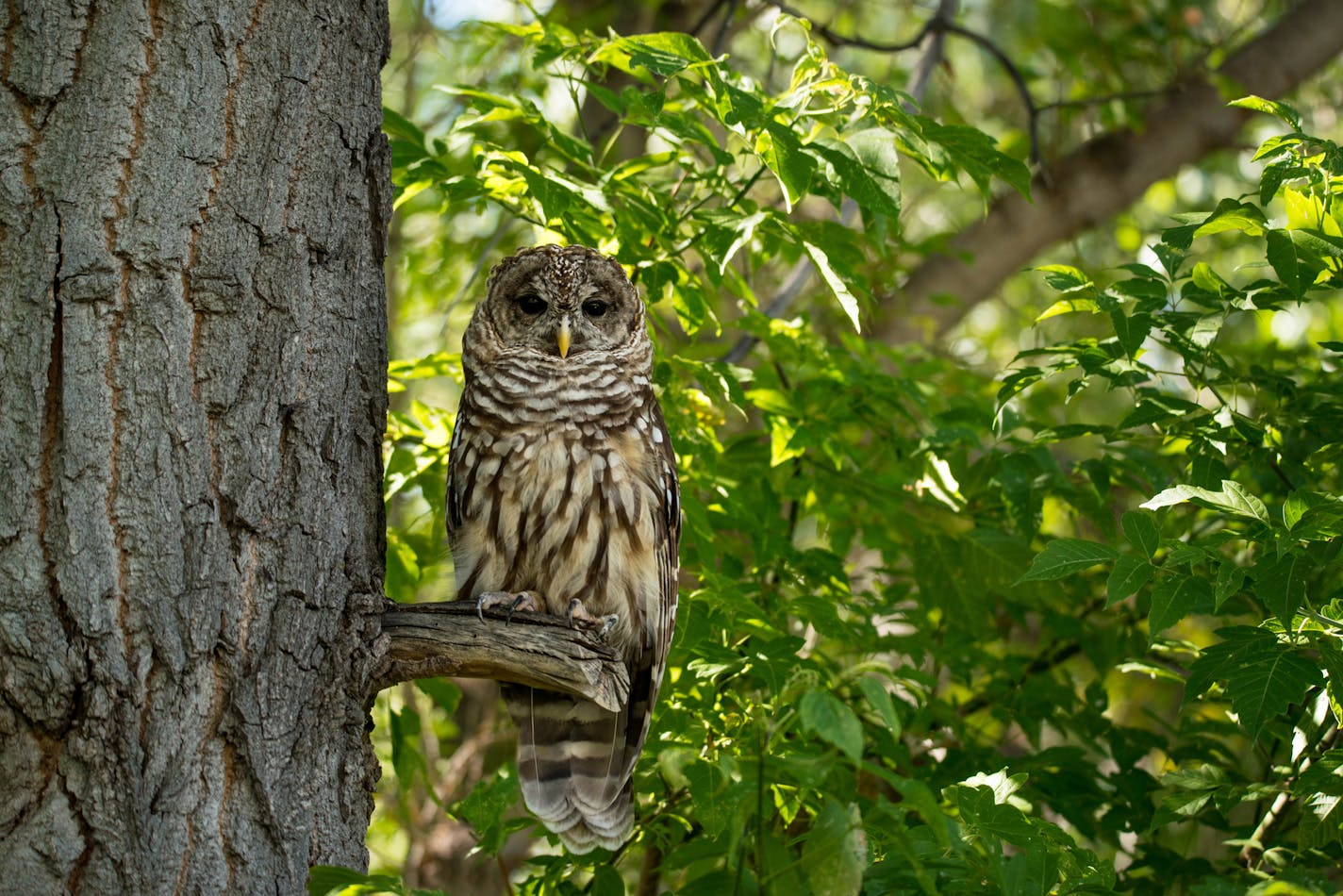 A Northern spotted owl perches on a stub branch sticking out of a tree with a green leafy background.