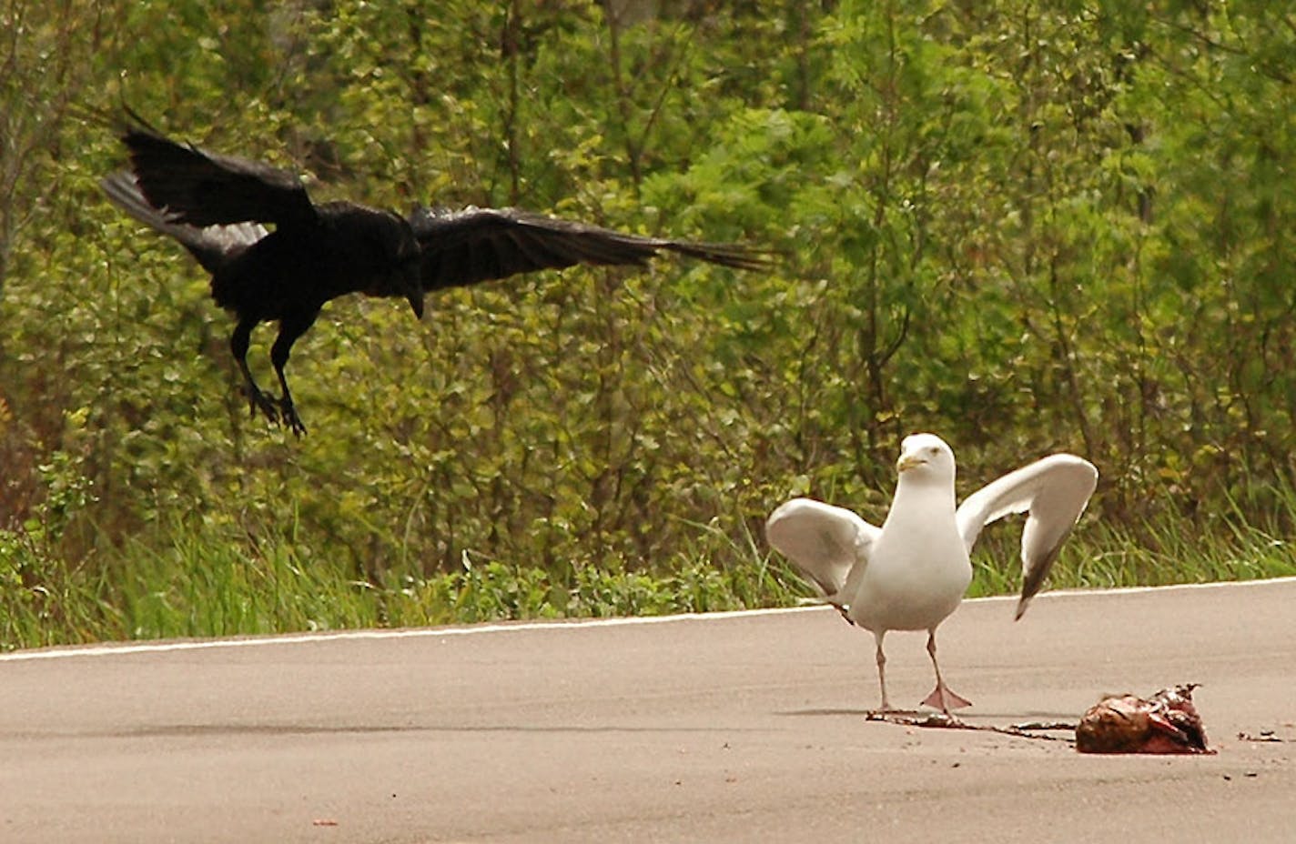 Minnesota Roadkill: Who Cleans Up the Mess