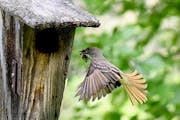 Female great crested flycatcher brings nesting materials. 