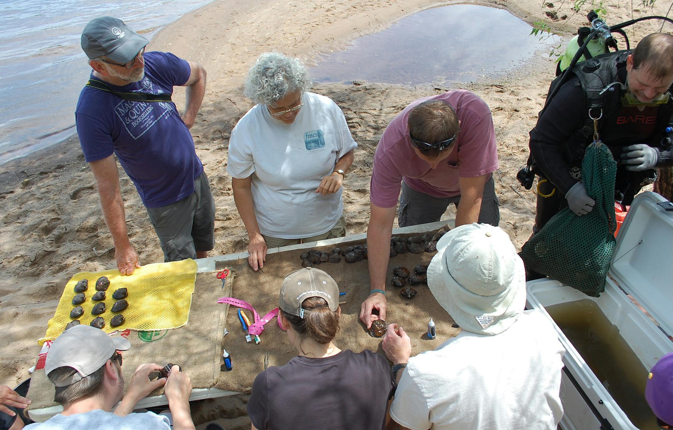 Winged mapleleaf mussels are assembled and tagged June 29 at a makeshift station on the shores of the St. Croix River. The female mussels will be used in different targeted sites as part of the reintroduction of the federally endangered species.