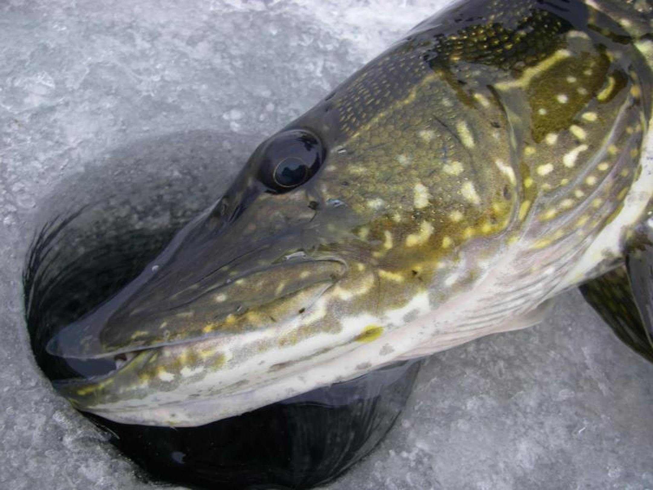 Northern Pike