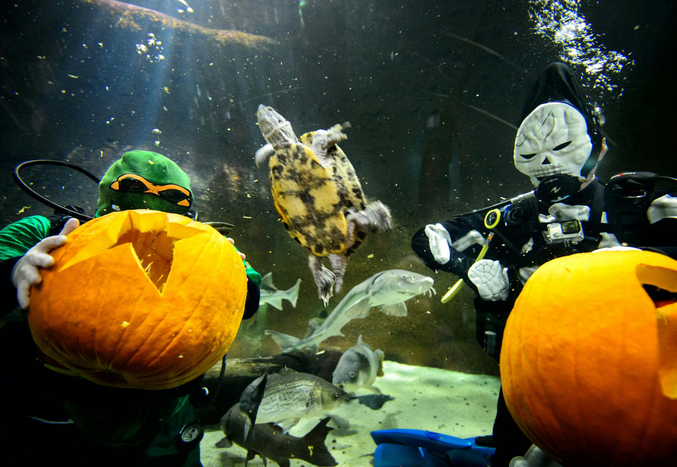 Surrounded by curious sturgeon and turtles aquarists Ryan Foyt dressed as a Ninja Turtle carved a starfish into his pumpkin and Tom Cornell dressed as a skeleton carved a stingray at the Mall of America Sea Life which they plan to do around 3:00 p.m. through Halloween. ] GLEN STUBBE * gstubbe@startribune.com Wednesday, October 8, 2014 Divers at the Mall of America's Sea Life carved pumpkins underwater . Scuba divers in Halloween costumes will carve pumpkins in an underwater tank. The demo is a p