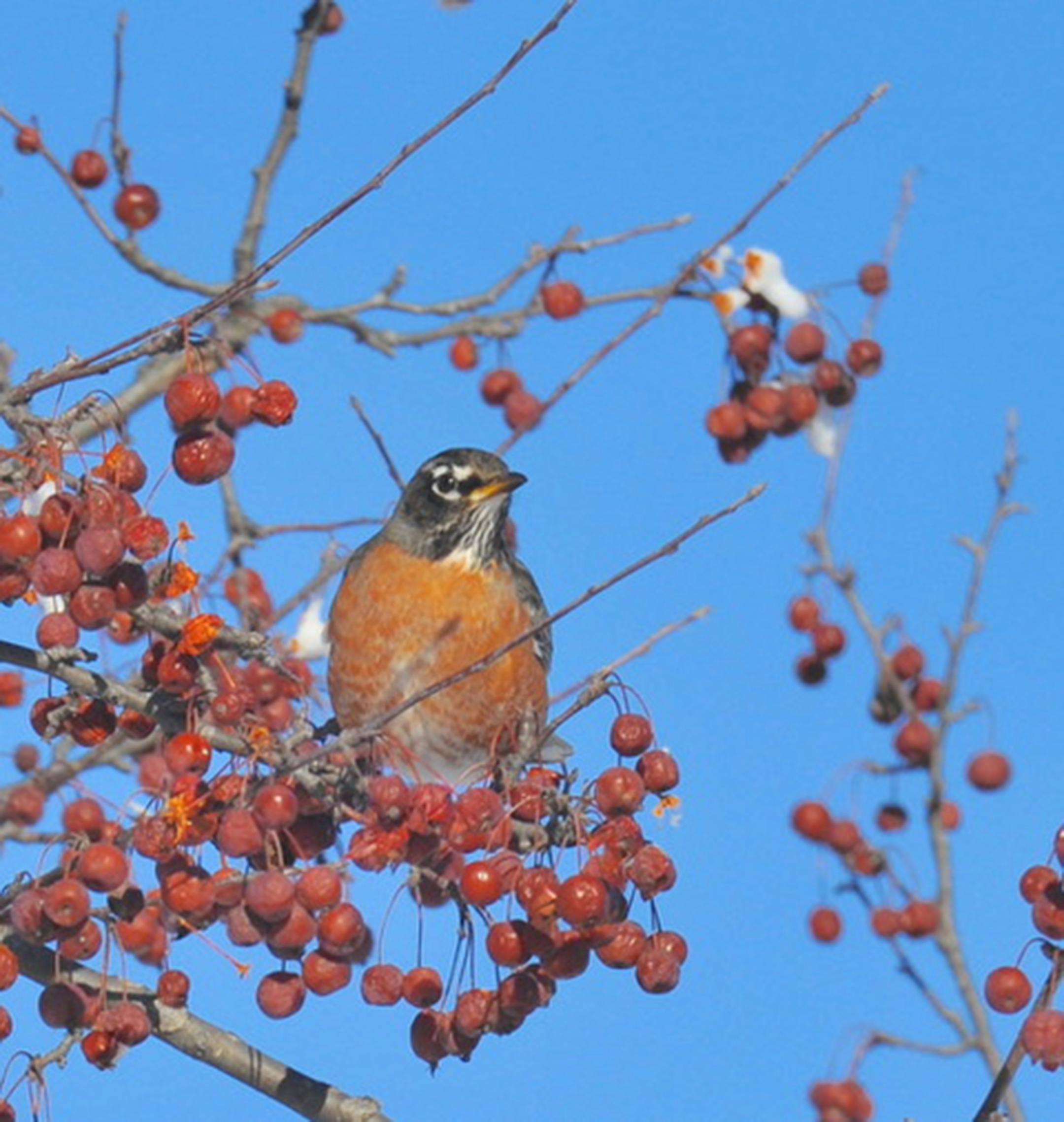 Robins feed on fruit in winter.Jim Williams photo