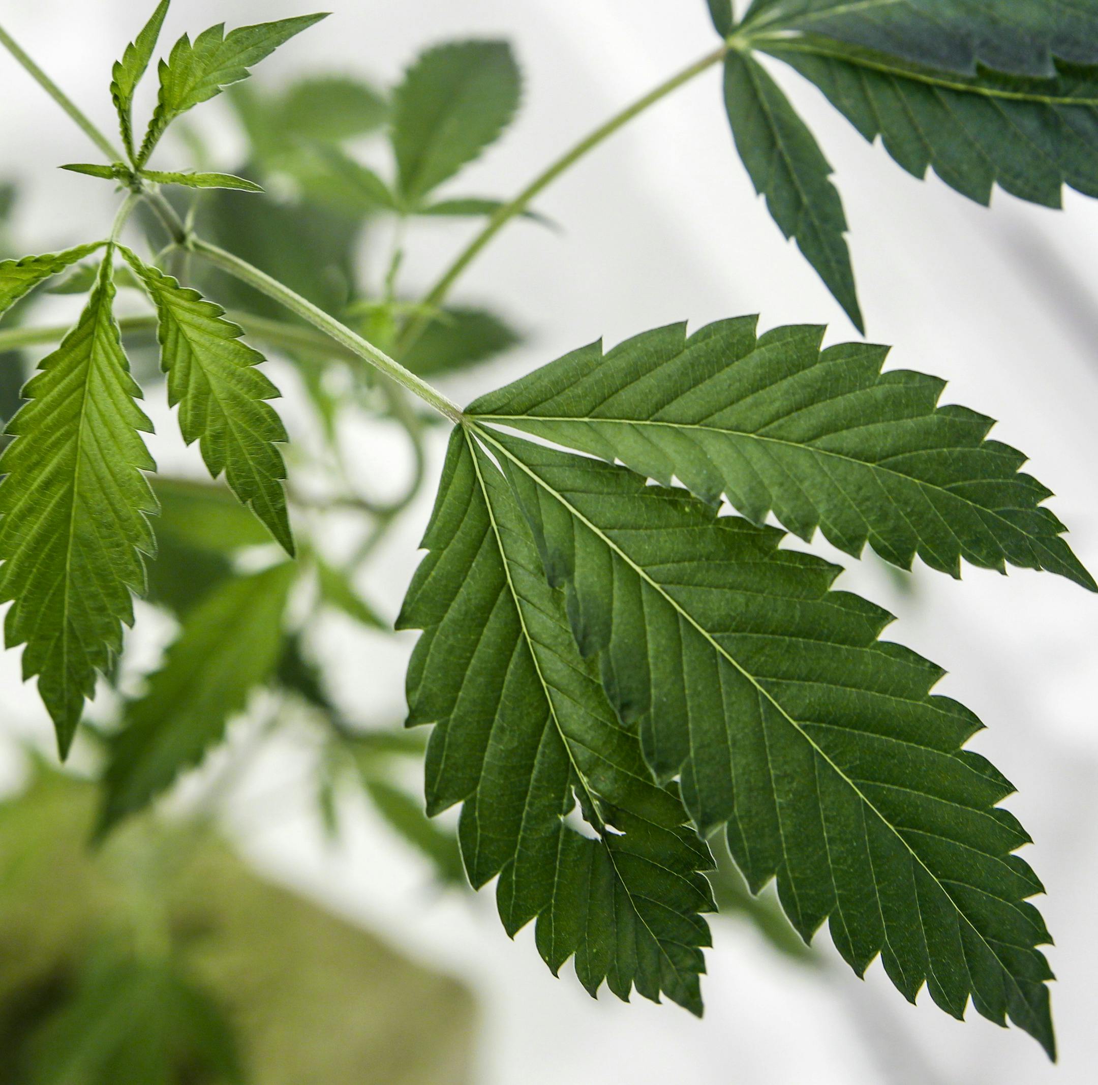 A marijuana plant growing in at a marijuana cultivation business in Adelanto, Calif. (Irfan Khan/Los Angeles Times/TNS)