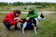 Genna and Anthony Souffle looked over their dog Elsa for ticks before departing from Glacial Lakes State Park Monday morning.