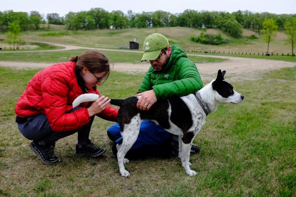 Genna and Anthony Souffle looked over their dog Elsa for ticks before departing from Glacial Lakes State Park Monday morning.
