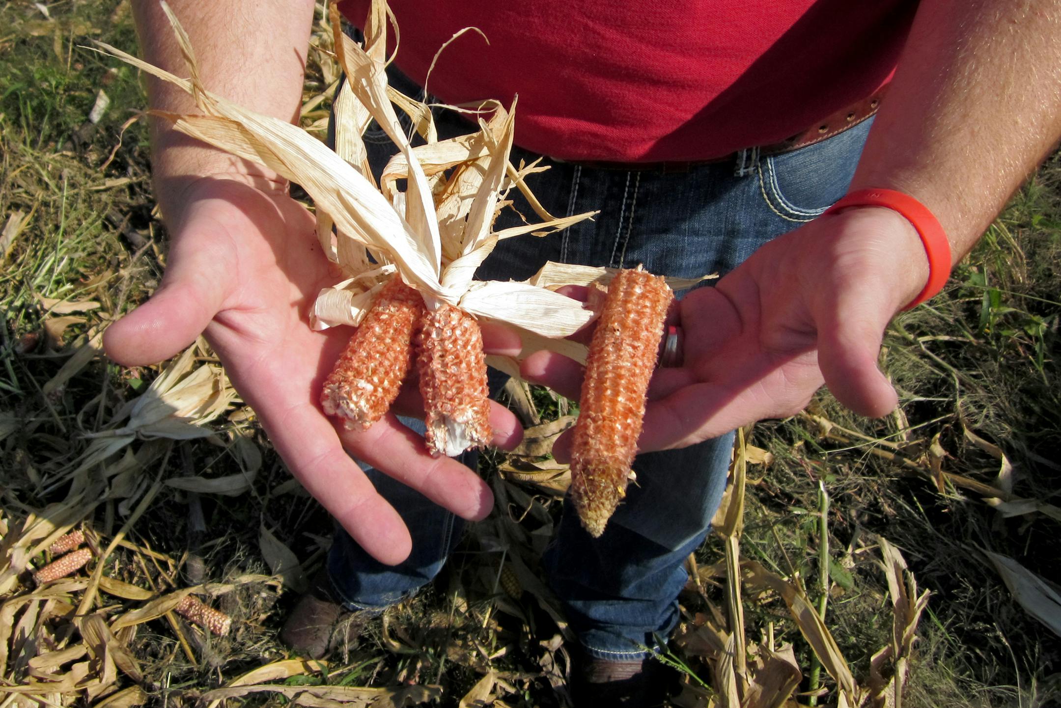 Corn husks and cobs stripped of their kernels are the raw material for a new cellulosic ethanol plant in Emmetsburg, Iowa. The material is collected in large bales and fed into the first large commercial ethanol plant to rely on nonfood material. Jointly built by ethanol maker Poet Inc. of Sioux Falls, S.D., and Royal DSM of the Netherlands, the plant is expected to produce 25 million gallons of ethanol per year.