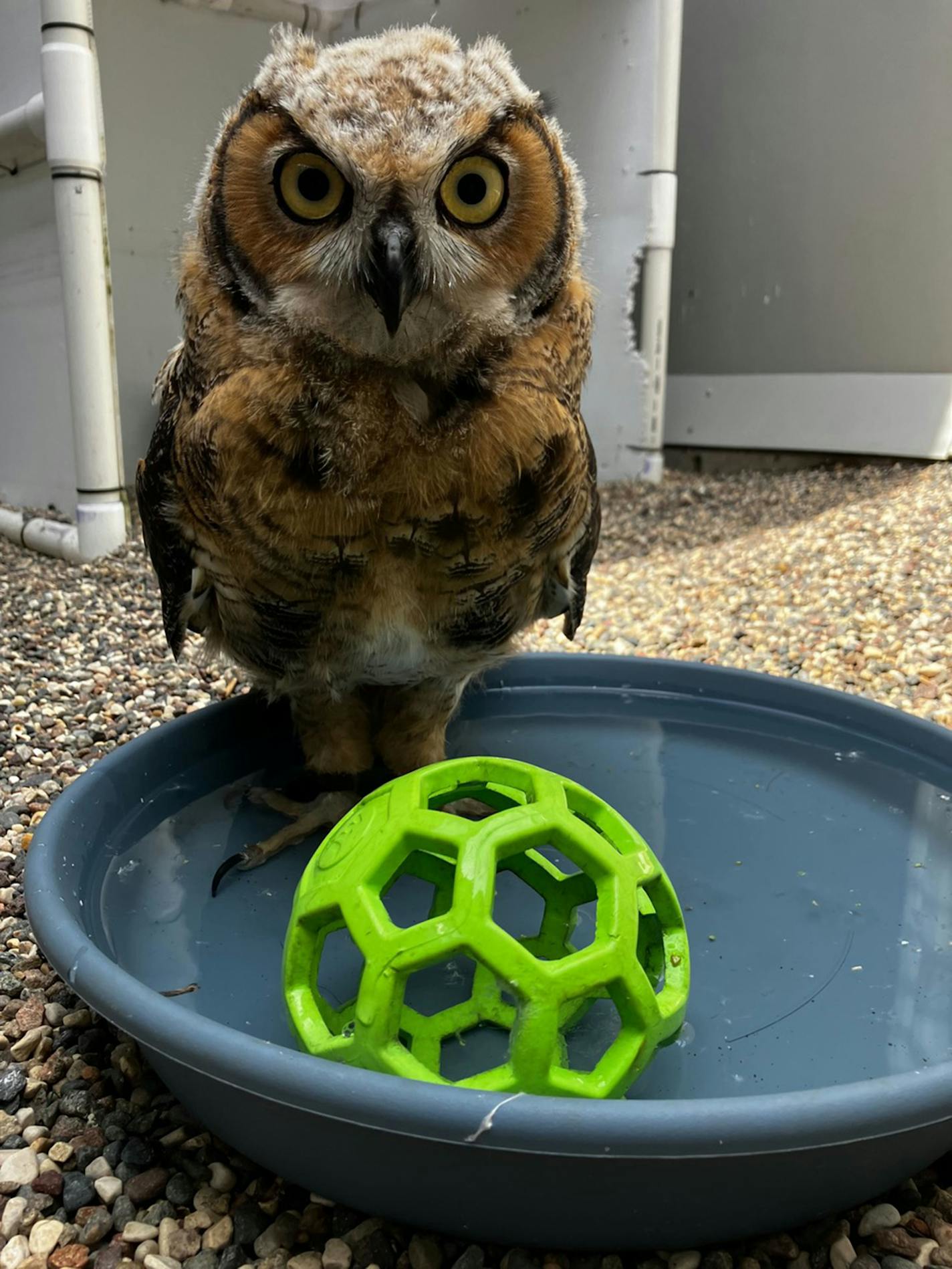 A young owl with a green toy in front of it.