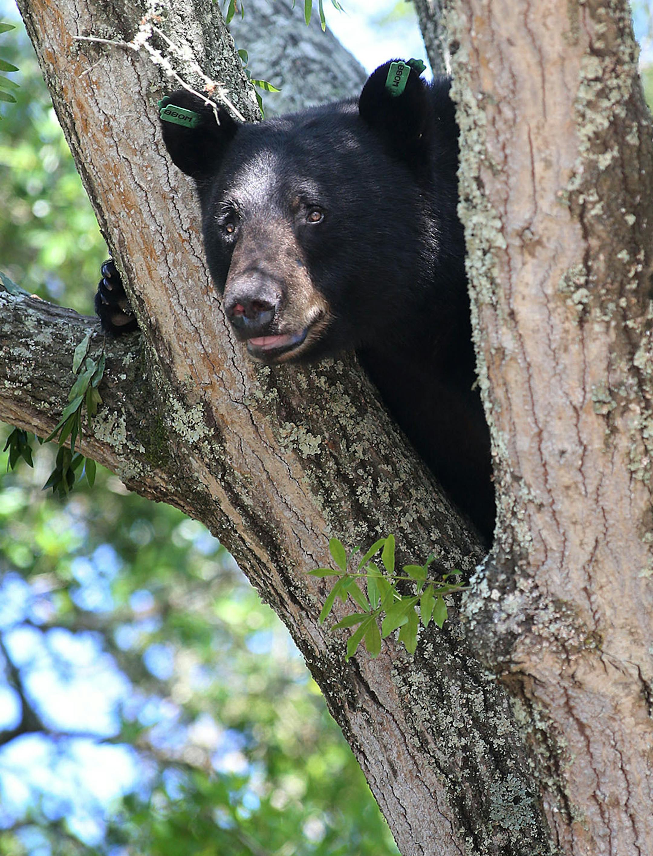 FILE- In this May 6, 2014, file photo, a black bear perches in a tree in Panama City, Fla. Hunters for the first time in more than 20 years will trudge through Florida woods to legally kill black bears. Florida wildlife officials have sold nearly 3,000 permits to hunters from all over, including 1970s rocker Ted Nugent and Liesa Priddy, a rancher and Florida Fish and Wildlife Commission member who voted to approve the new hunts. The hunt starts Saturday, Oct. 24, 2015, and will run until 320 bea