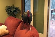 A Shorewood resident came home to find a broken window -- and a turkey perched on the couch.