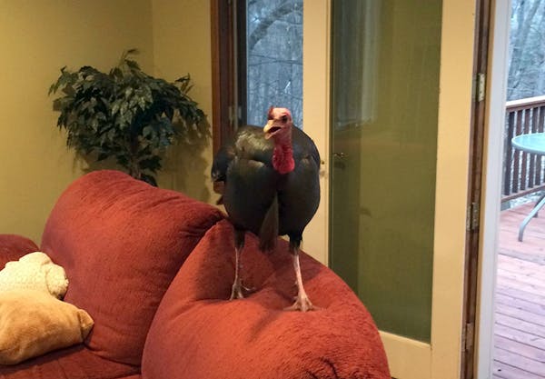 A Shorewood resident came home to find a broken window -- and a turkey perched on the couch.