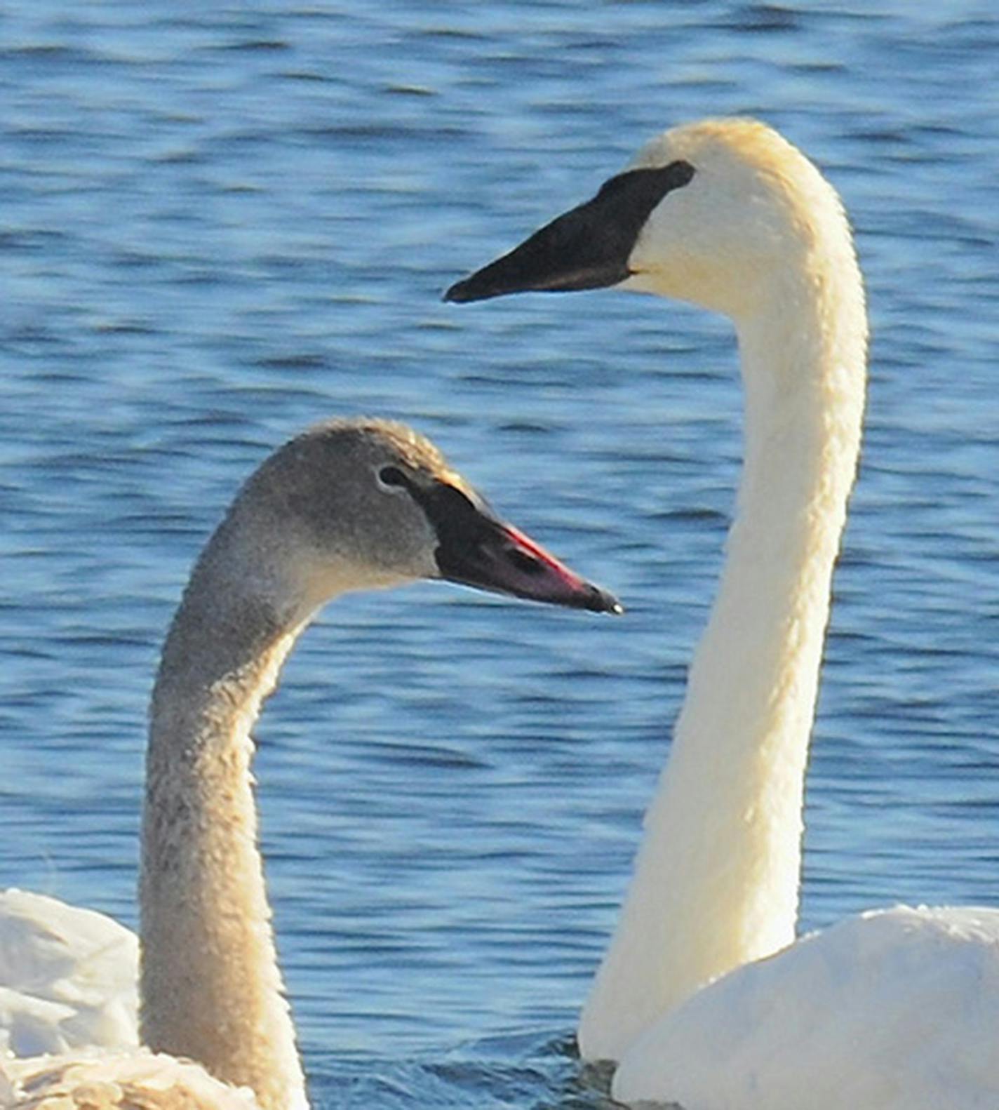 An adult trumpeter swan and its "teenaged" cygnet.