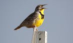 FILE - This April 14, 2019 file photo shows a western meadowlark in the Rocky Mountain Arsenal National Wildlife Refuge in Commerce City, Colo. Accord