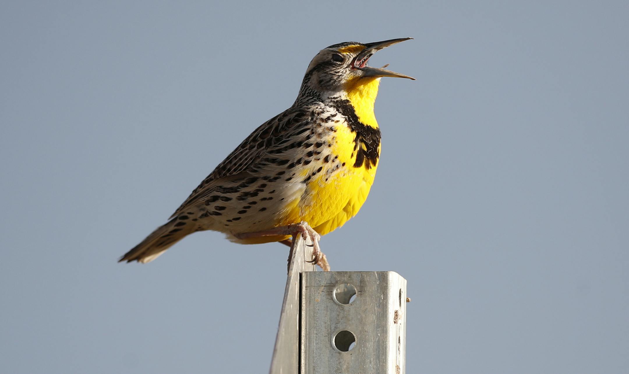 FILE - This April 14, 2019 file photo shows a western meadowlark in the Rocky Mountain Arsenal National Wildlife Refuge in Commerce City, Colo. According to a study released on Thursday, Sept. 19, 2019, North America’s skies are lonelier and quieter as nearly 3 billion fewer wild birds soar in the air than in 1970. Some of the most common and recognizable birds are taking the biggest hits, even though they are not near disappearing yet. The population of eastern meadowlarks has shriveled