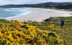 The hiking trail runs along deserted beaches and hillsides covered with brilliant yellow gorse flowers. (Doug Hansen/San Diego Union-Tribune/TNS)