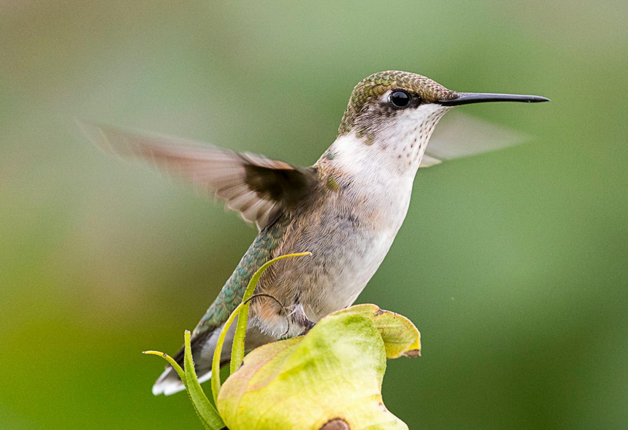 Longfellow Gardens, with its varied perennials and annuals attract Hummingbird. Photo by Joe Fierst