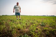 As drought concerns grow, so do Minnesota farmers' worries