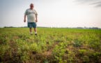 As drought concerns grow, so do Minnesota farmers' worries