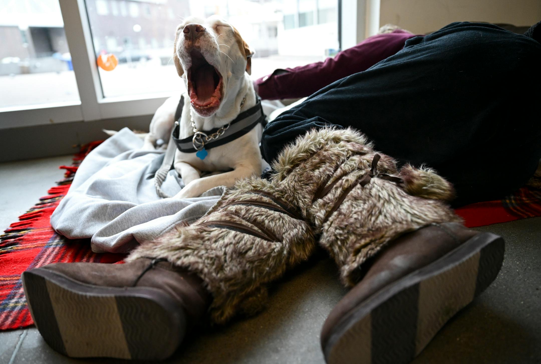 Boss, a service dog of a person sheltering from the cold, lets out a yawn after waking up from a nap at the Dorothy Day Opportunity Center.