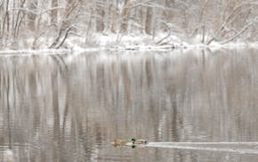 Ducks make their way under light falling snow in Crystal Lake in Burnsville on Friday.
