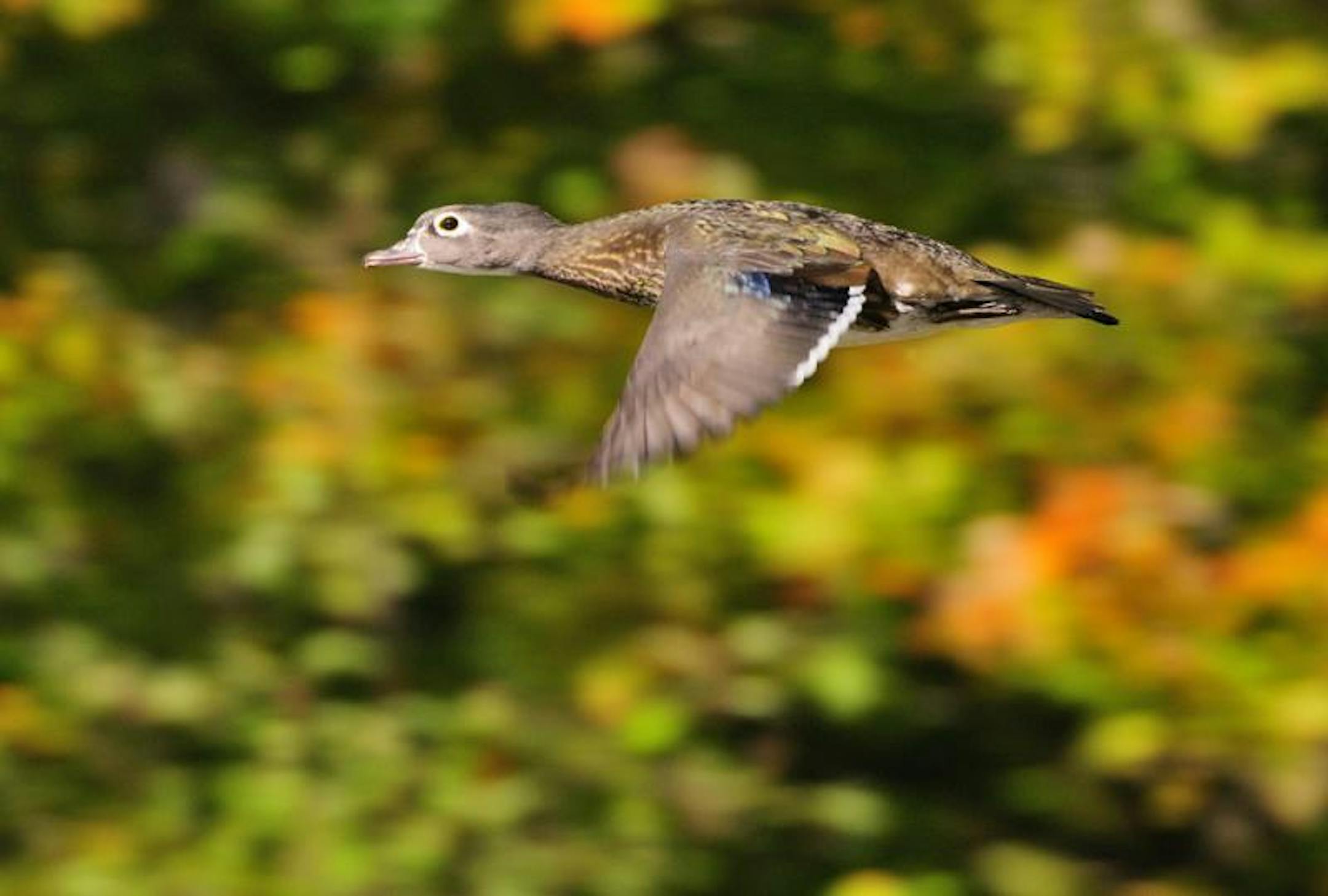 On Tuesday, duck numbers fair in central Minnesotat.