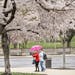 The cherry trees at the Capitol in Washington blossom amid a spring rain and after a cold, lingering winter, Monday, April 7, 2014.
