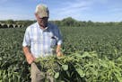 Farmer Randy Miller is shown with his soybeans, Thursday, Aug. 22, 2019, at his farm in Lacona, Iowa. Miller, who also farms corn, is among farmers un