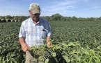 Farmer Randy Miller is shown with his soybeans, Thursday, Aug. 22, 2019, at his farm in Lacona, Iowa. Miller, who also farms corn, is among farmers un