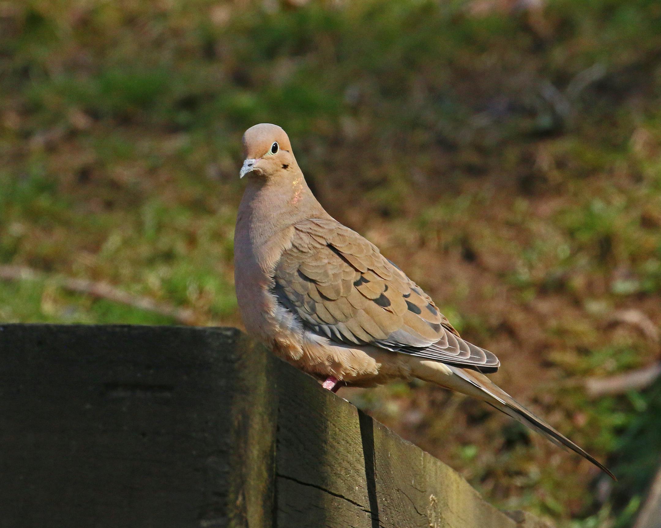 A mourning dove perches on the edge of a wooden structure.