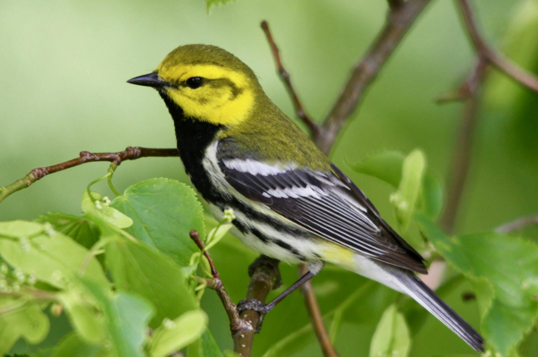 Black-throated green male warbler
Craig Millard ONE TIME USE