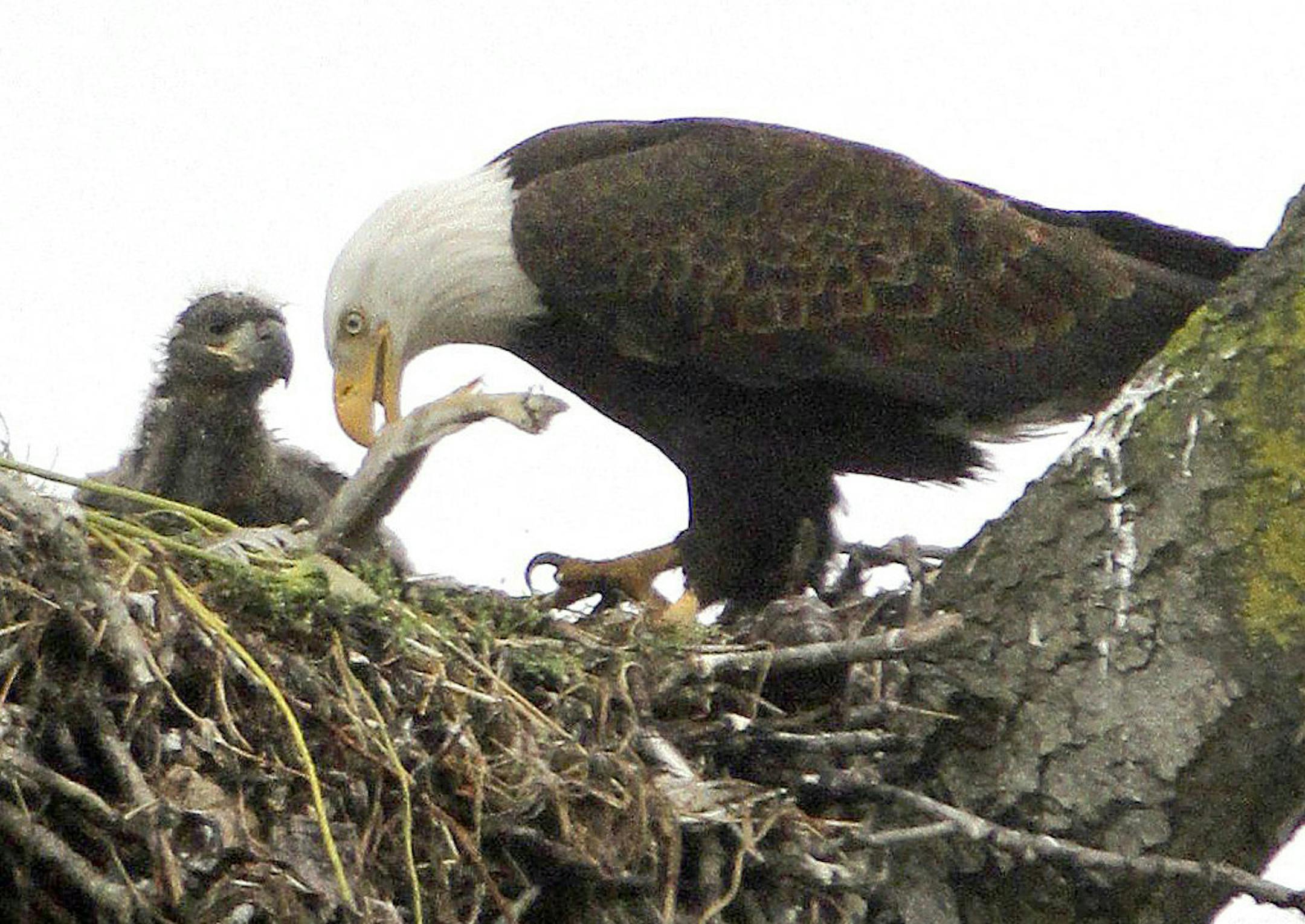 (AP Photo/The Seattle Times, Steve Ringman) ORG XMIT: MIN2013112213040246
