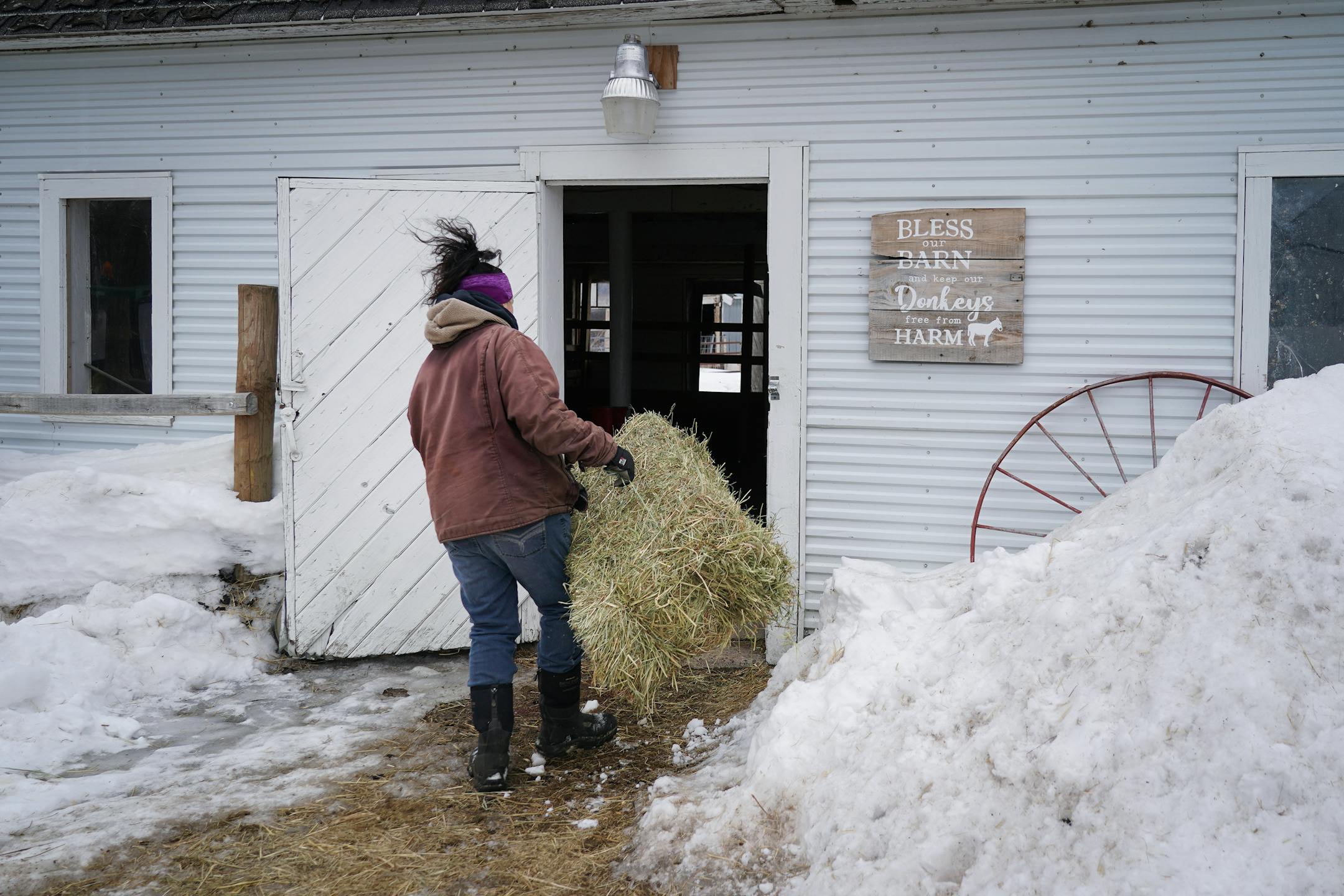 Kym Garvey lugs a bale of hay from one barn to another at Save the Brays Donkey Rescue.