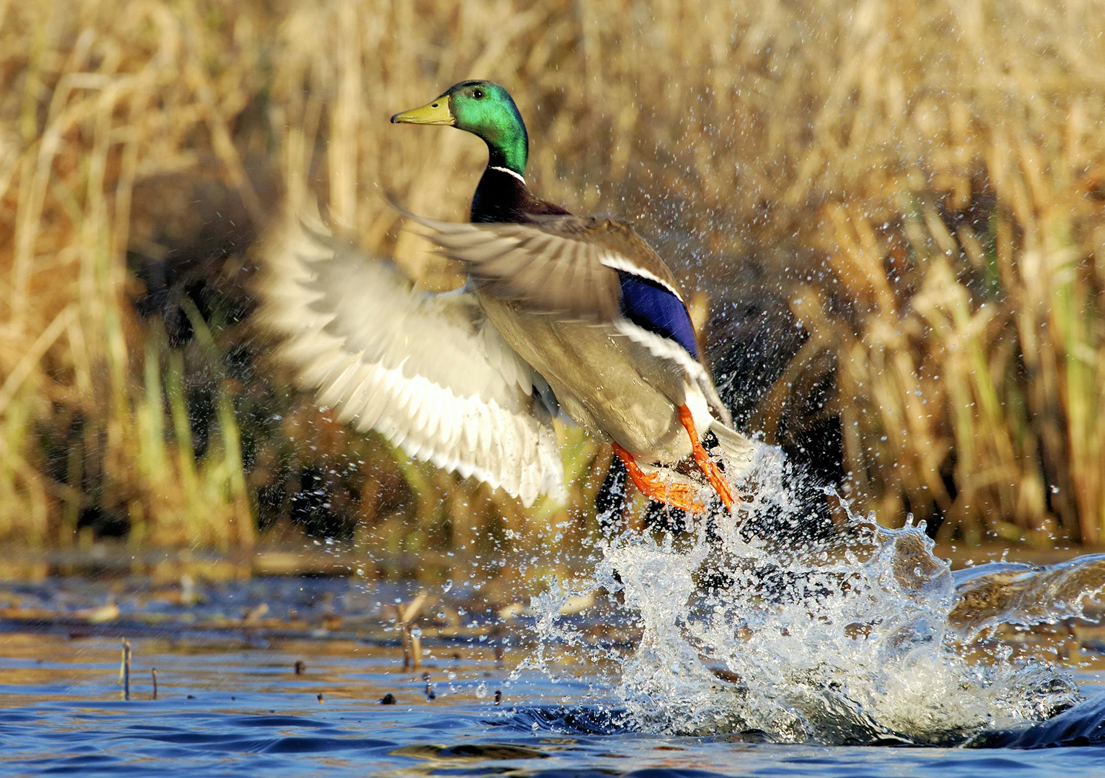 All variables came together to allow this action image of a drake mallard taking flight.