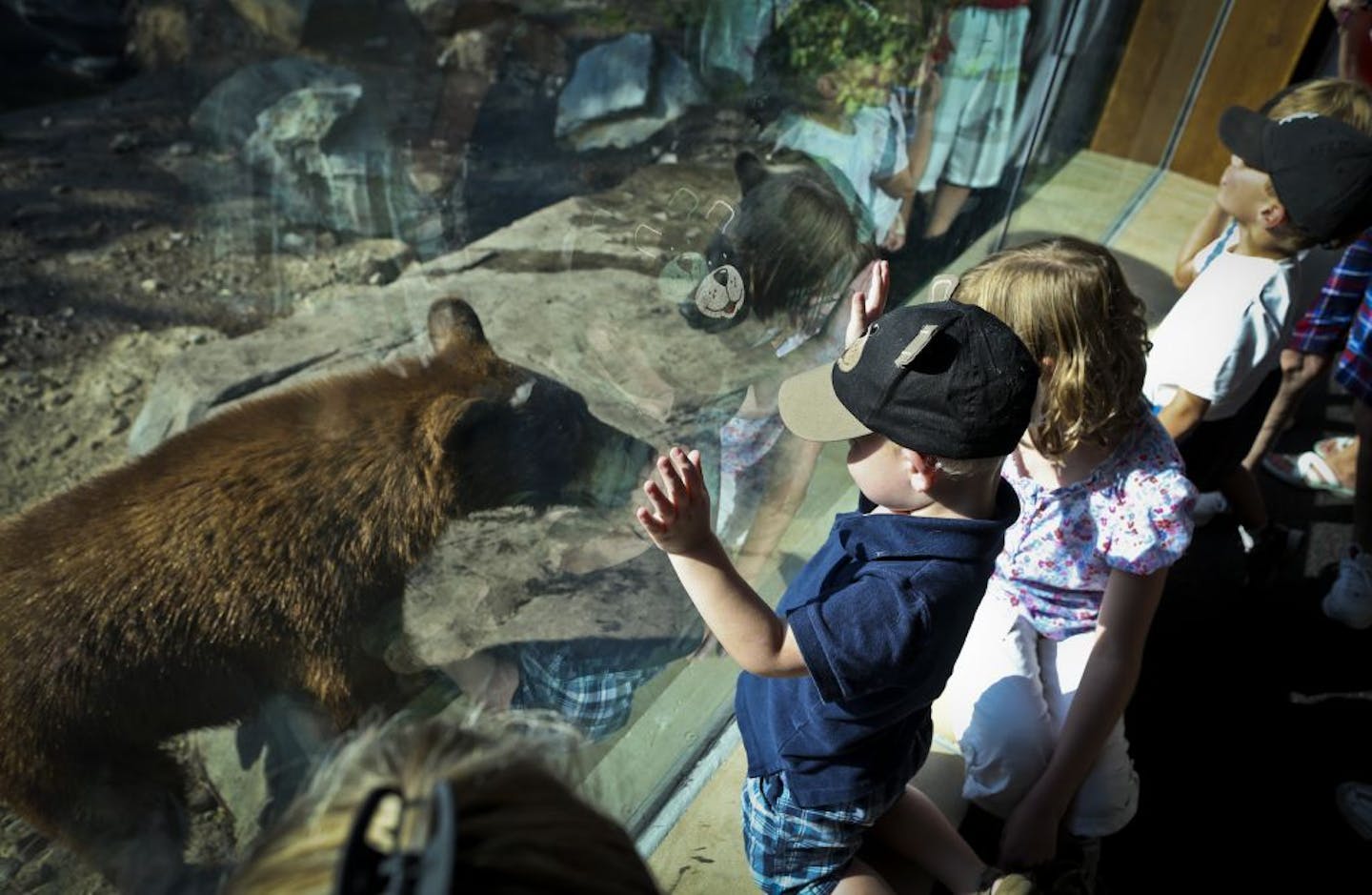 Two-year-old Bryce Dillahunt, of Plymouth, wore his bear hat to check out a new cub, who was checking out the visitors.