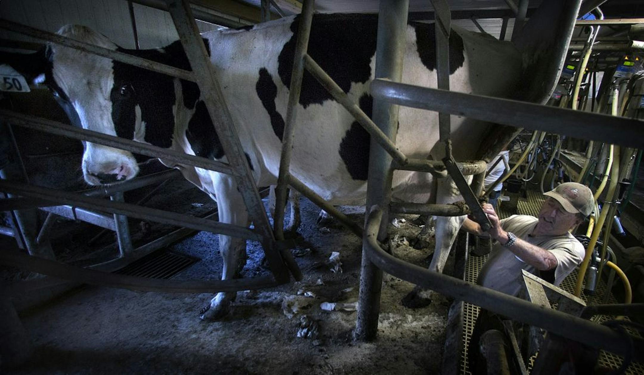 Doug Steinke stood on a walkway inside the milking parlor, where about 70 cows are milked twice a day, a process that takes several hours each time.