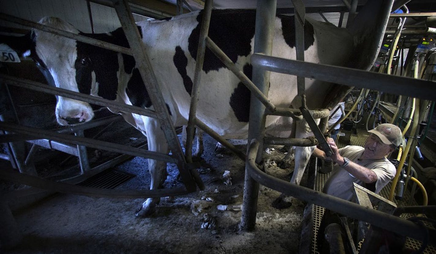 Doug Steinke stood on a walkway inside the milking parlor, where about 70 cows are milked twice a day, a process that takes several hours each time.