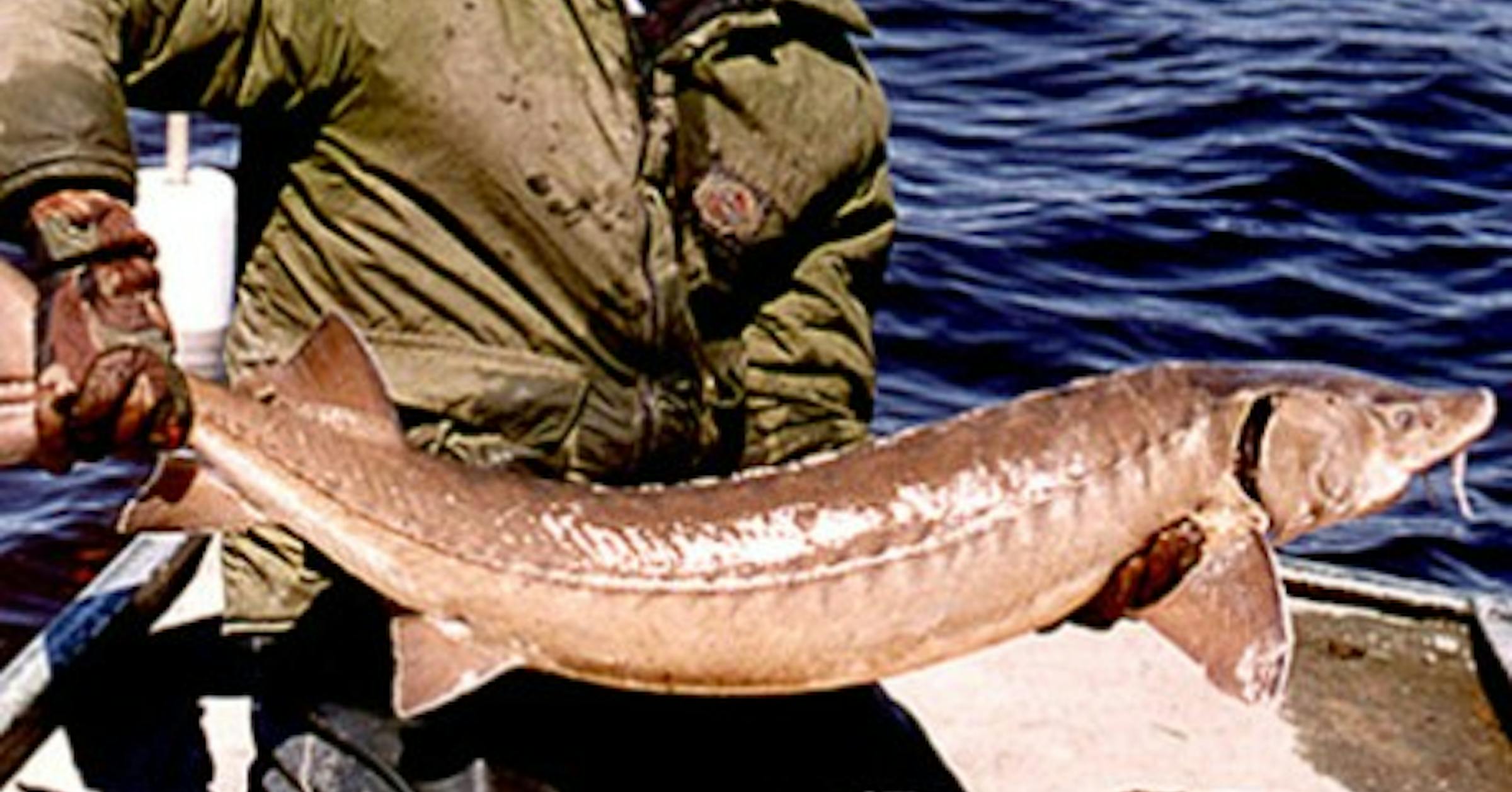 Hunting, fishing ban for catching 4 of MN's largest fish barehanded
