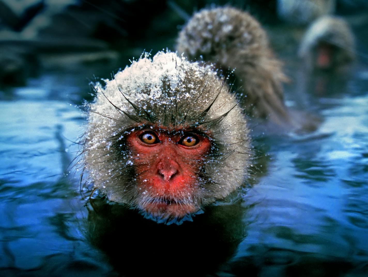 Snow monkeys bathe in the hot spring of Jigokudani Monkey Park in the mountains in Yamanouchi town, Nagano, central Japan.