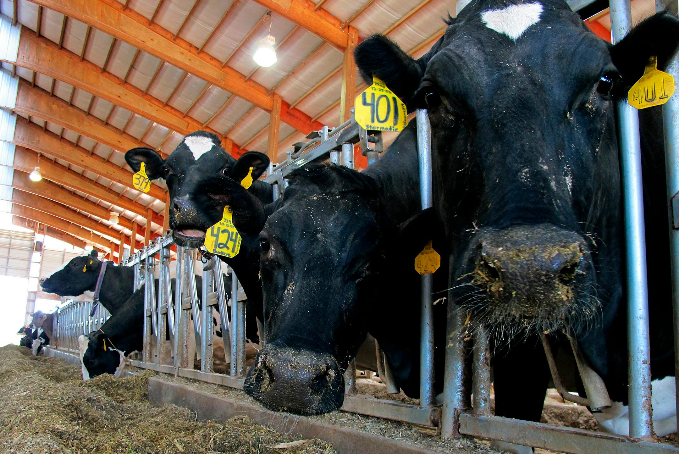 This May 2012 file photo shows dairy cows on the Meyer farm in Chilton, Wis. As the nation inches toward the economic fiscal cliff, anxiety is growing in farm country about a separate looming deadline, one that reaches into the dairy industry and, indirectly, into the household budgets of consumers who buy milk and cheese.