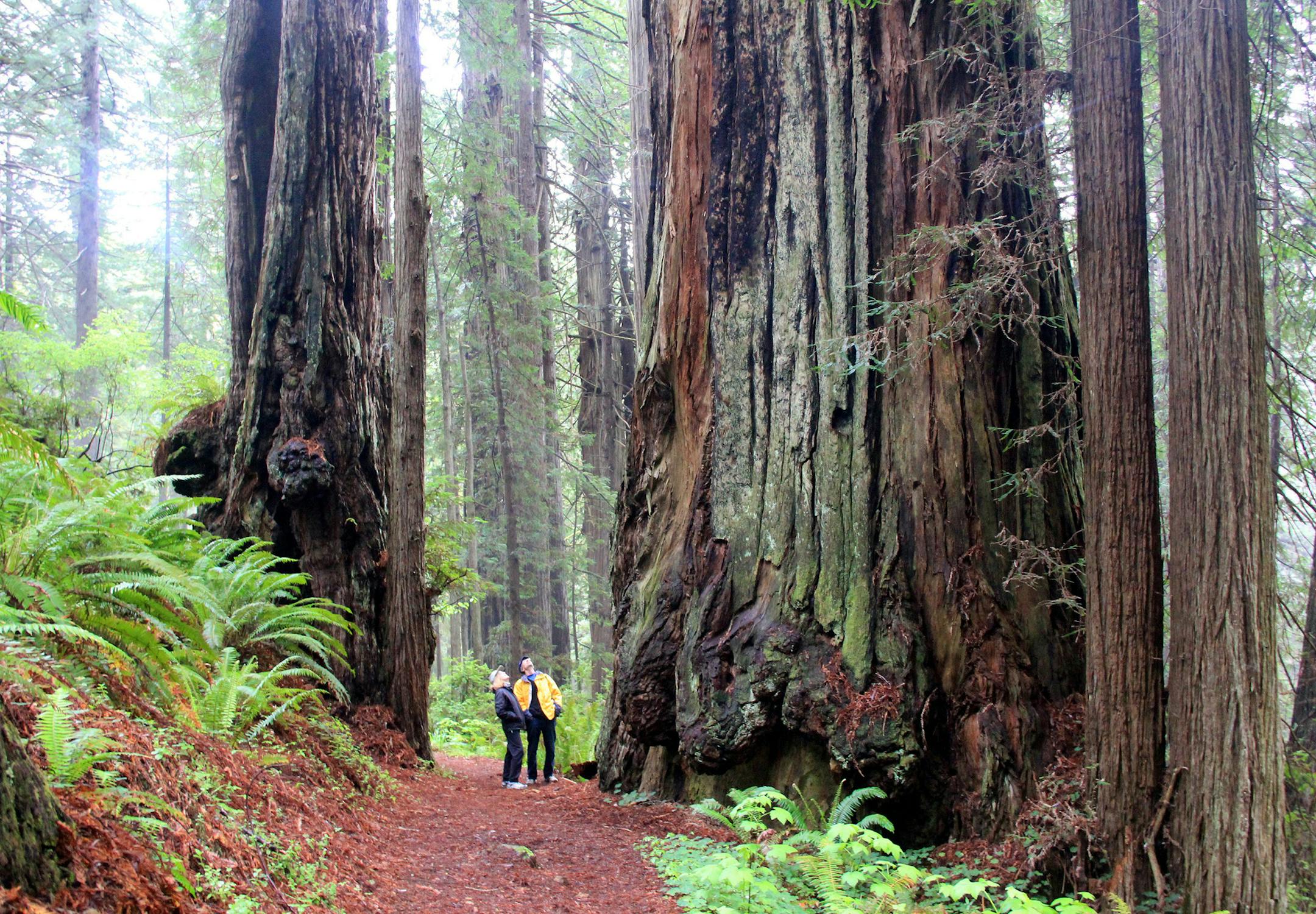In this May 3, 2014 photo, Gay Urness and Deborah Achor look up at a large redwood on the James Irvine Trail in Prairie Creek Redwoods State Park in northwest California. Located in the heart of northwest California's redwood empire, Prairie Creek is a place that blends 300-foot trees, coastal canyons, sandy beach and roaming herds of Roosevelt Elk in a destination 50 miles south of the Oregon and California border. Known as the best overall hike in the redwoods, and among the best on the West C