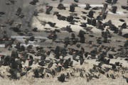 Massive flocks of red-winged blackbirds form black clouds on the horizon when they migrate in spring. They are among the early wave of arrivers in Mar
