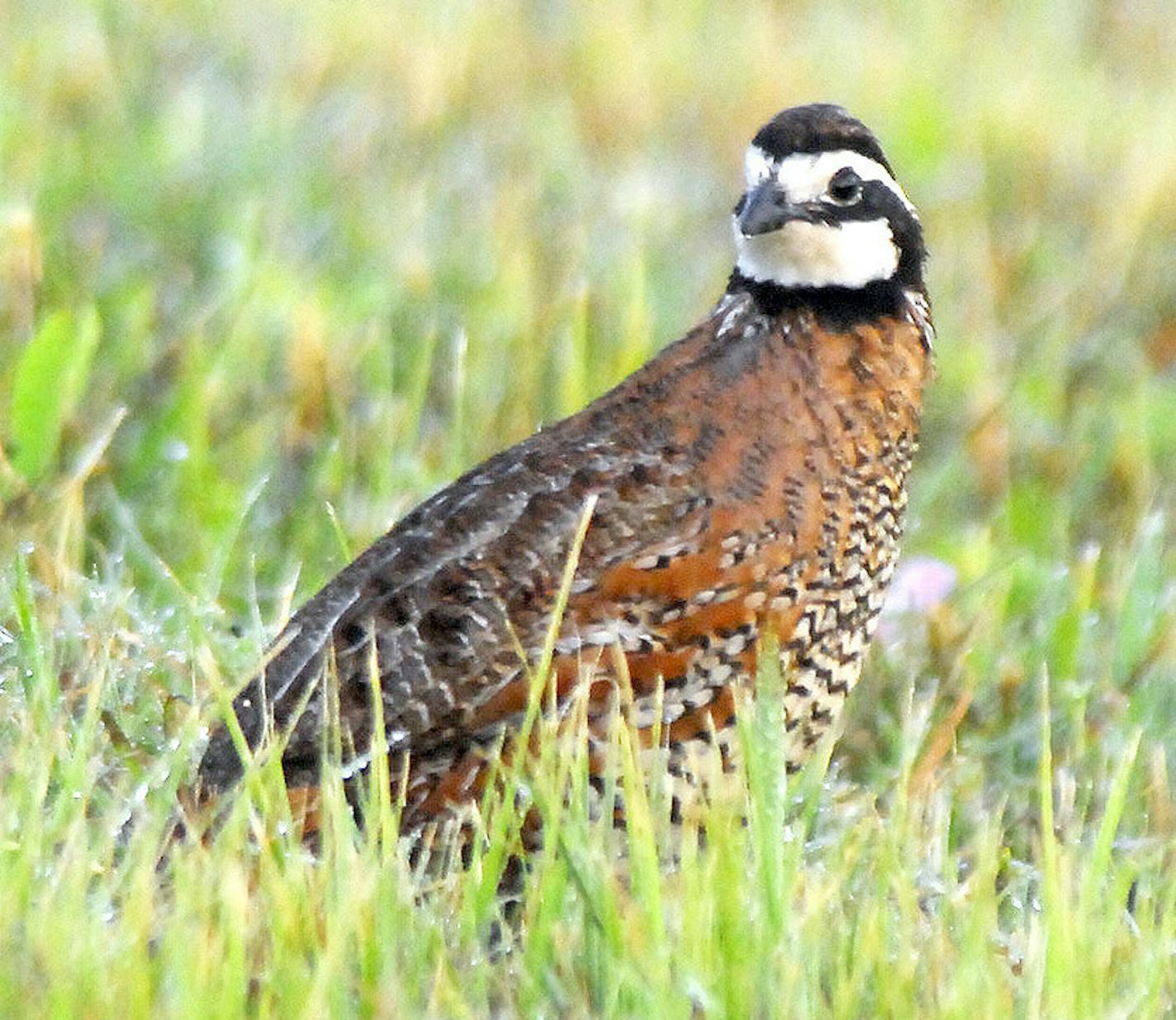 Bobwhite quail photo by Jim Williams, Special to the Star Tribune