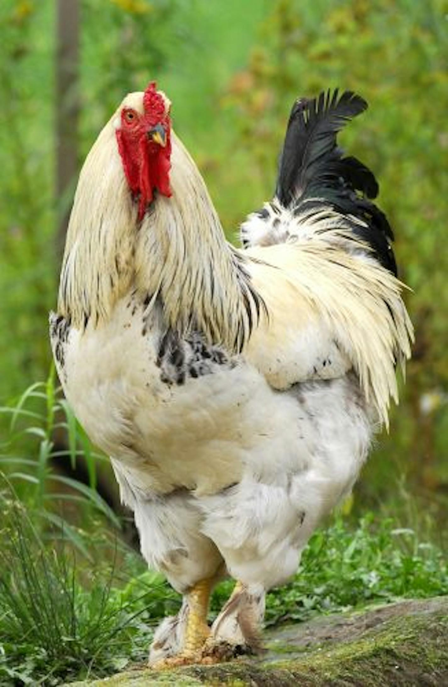 This rooster hints at his gloriously colored ancestor.