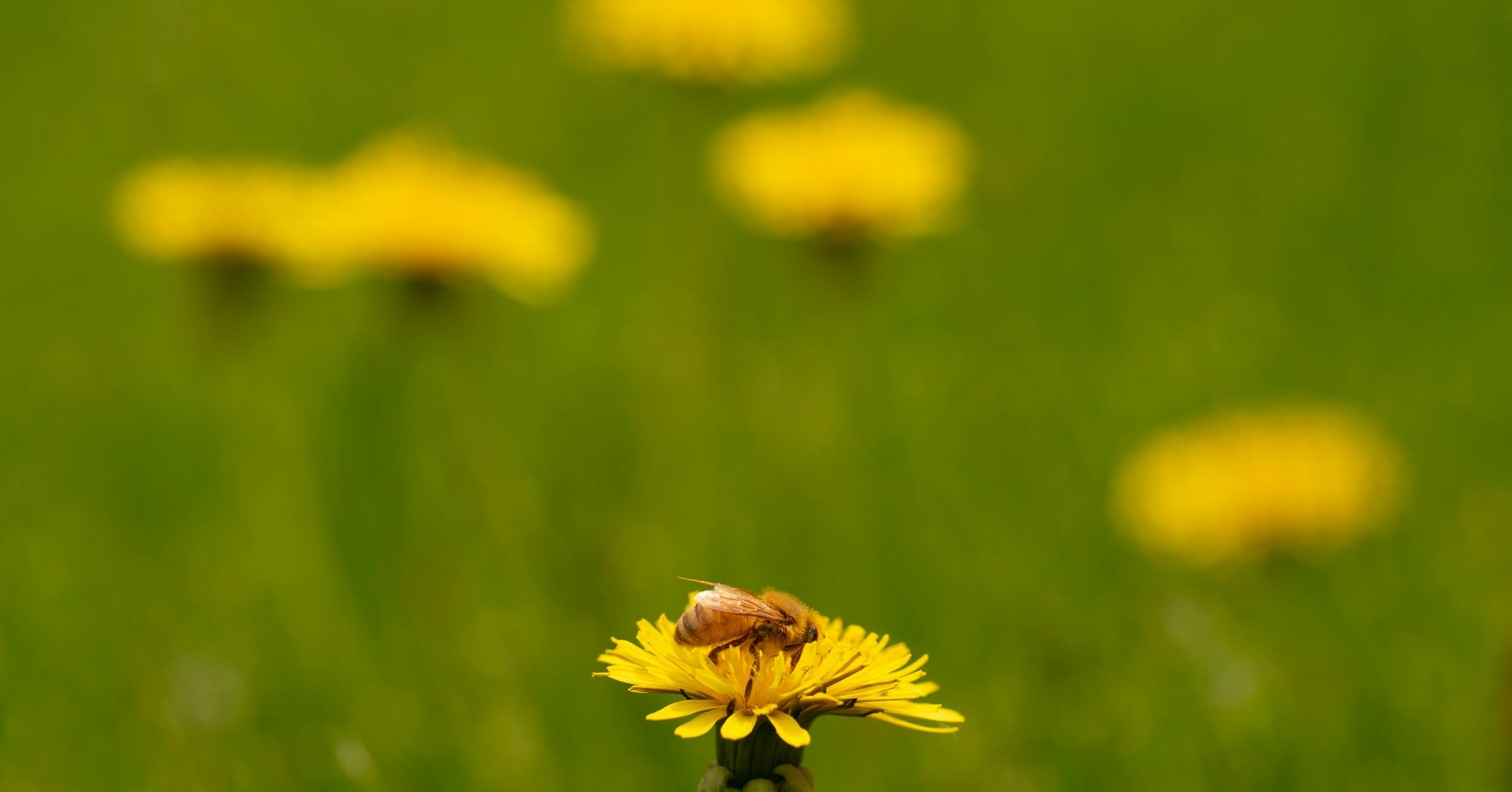 My name is Jim, and I'm a lawn neglecter